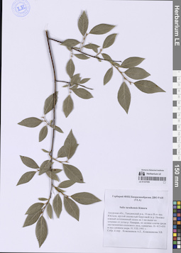 LE 01337050