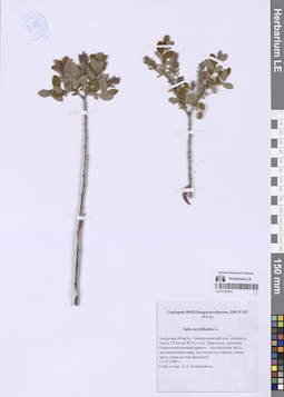 LE 01337076