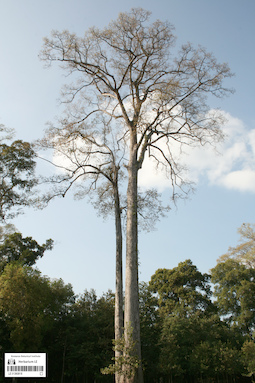 LE 01360818