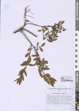 LE 01337183
