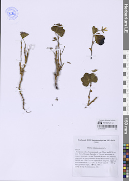 LE 01337207