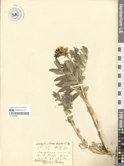 LE 01302944