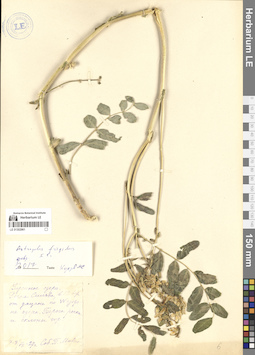 LE 01302961