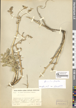 LE 01302962