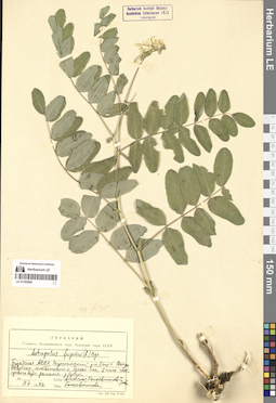 LE 01302966