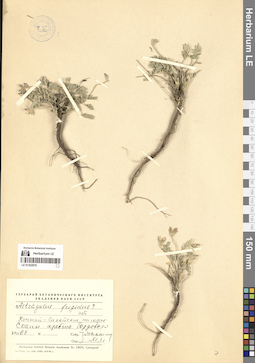 LE 01302976