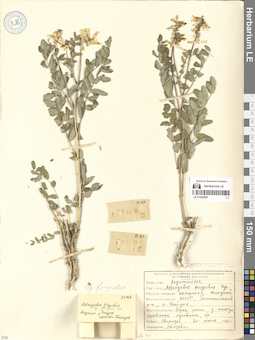 LE 01302990