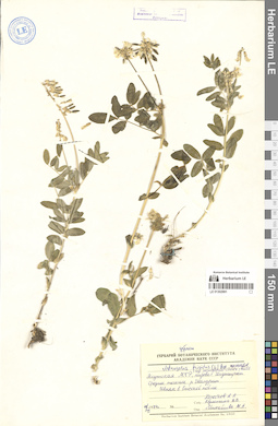 LE 01302991
