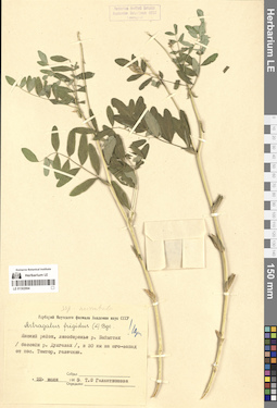 LE 01302994