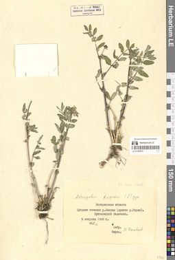 LE 01305010