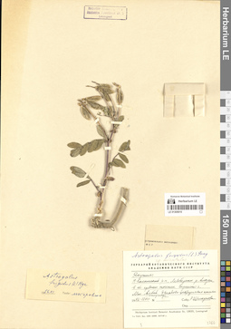 LE 01305015