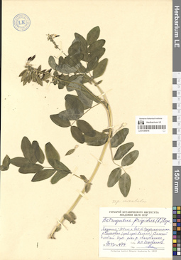 LE 01305016