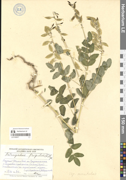 LE 01305017