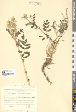 LE 01305020