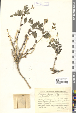 LE 01305025