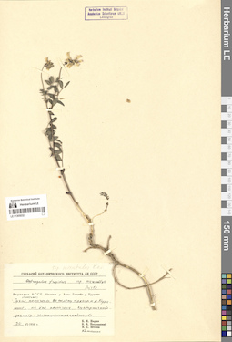 LE 01305032