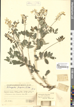 LE 01305039
