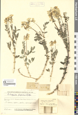 LE 01305040