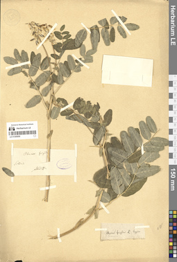 LE 01305050