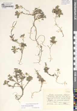 LE 01304041