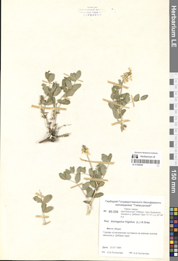 LE 01305054