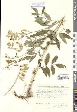 LE 01305058