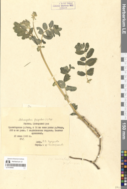 LE 01305063