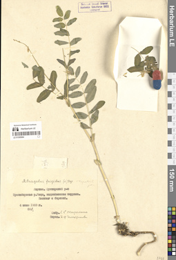 LE 01305064