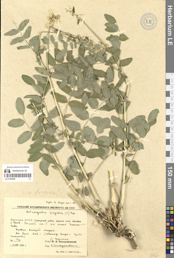 LE 01305066