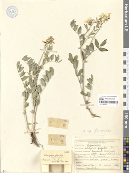 LE 01305073
