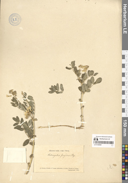 LE 01305081