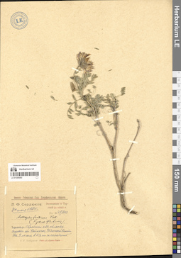 LE 01305093