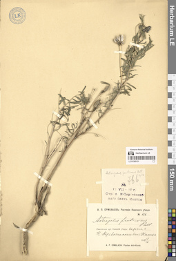 LE 01305131