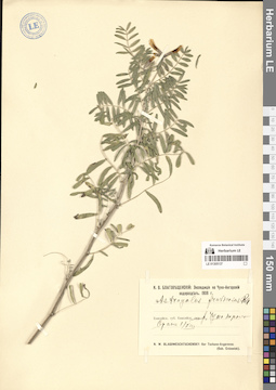 LE 01305137