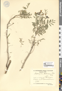 LE 01305138