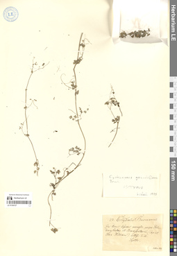 LE 01304127