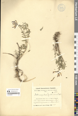 LE 01305150