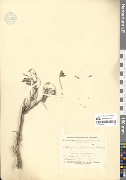 LE 01305159