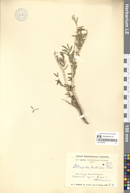 LE 01305165