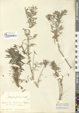 LE 01305175