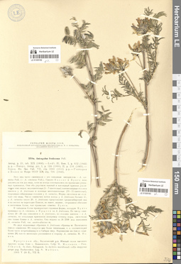 LE 01305183
