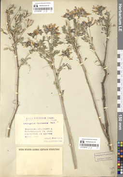 LE 01305186