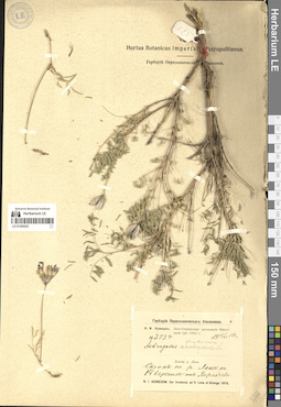 LE 01305203