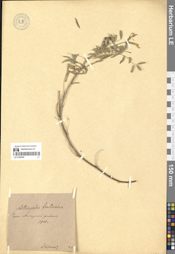 LE 01305204