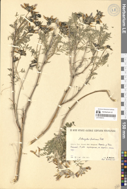 LE 01305214