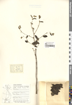 LE 01277370