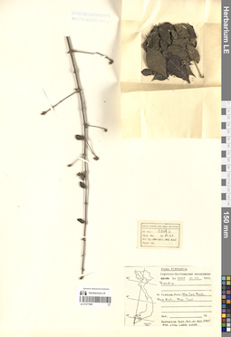 LE 01277409
