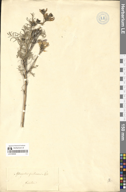 LE 01305244