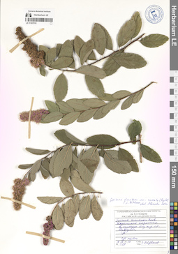 LE 01307018