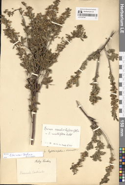 LE 01307041